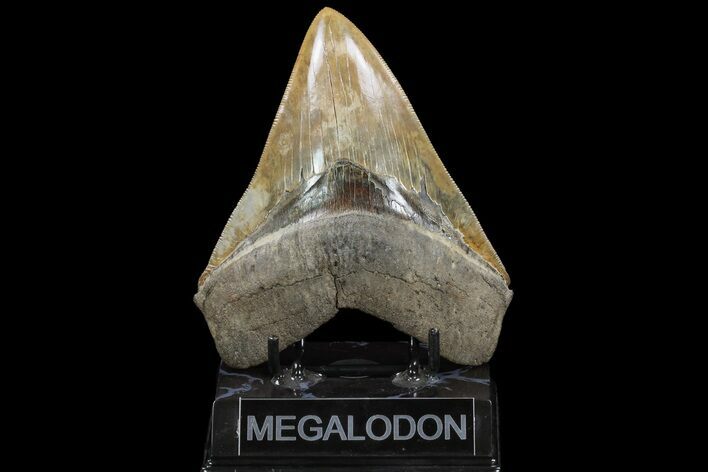 Serrated, Fossil Megalodon Tooth - Collector Quality #121450